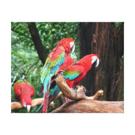 Three beautiful red, green and blue parrots. canvas prints