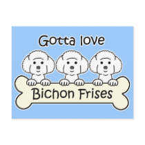 Three Bichon Frises postcards