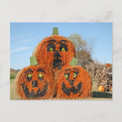Three Big Pumpkins Postcard