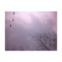 Three Birds Fly So high Postcards