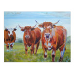 Three  Bulls Painting Post Card