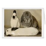 Three Bunnies Greeting Card