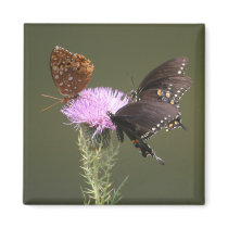Three Butterflies on Thistle magnets