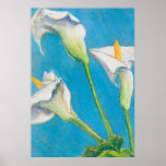 Three Calla Lilies Modern Fine Art Poster posters