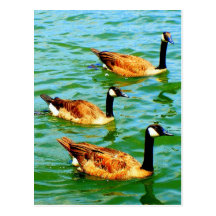Three Canadian Geese Postcard