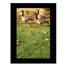 Three Canadian Geese Postcard