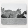 Three cats mousepads