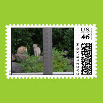 Three cats on the rocks postage stamps