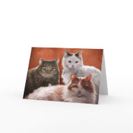 Three Cats Card