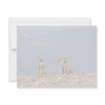 Three cheetahs sitting invitations