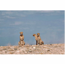 Three cheetahs sitting photo sculptures