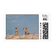 Three cheetahs sitting postage