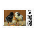 Three Chickens Stamp