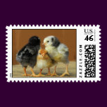 Three Chickens Stamp