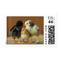 Three Chickens Stamp
