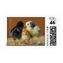 Three Chickens Stamp stamp