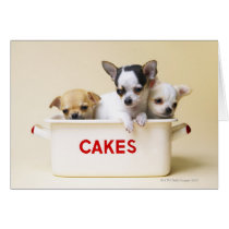 Three chihuahua puppies in cake tin card