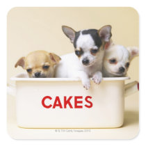 Three chihuahua puppies in cake tin square sticker