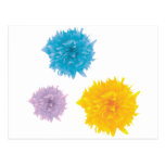Three Colorful Blooms Postcard