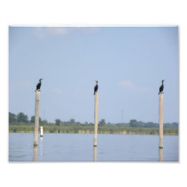 Three Cormorants Art Photo