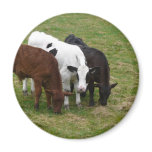 Three Cow Amigos Refrigerator Magnet