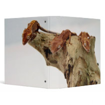 Three Crested Geckos Binder