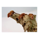 Three Crested Geckos Business Cards