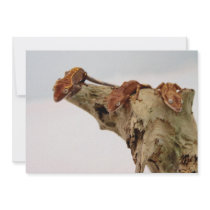 Three Crested Geckos Custom Invitation