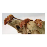 Three Crested Geckos Photo Greeting Card
