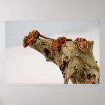 Three Crested Geckos posters