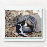 Three Cute Cats Curled Up Asleep Mouse Pads