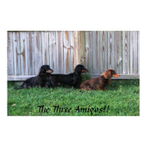 Three Dachshunds posters