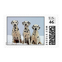 Three Dalmation Postage Stamp