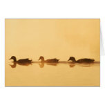 Three Ducks Card (Blank)