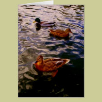 Three ducks in a pond cards