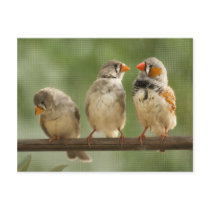 Three Finches on a Twig
