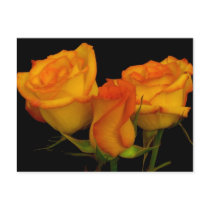 Three Firery Roses Postcard