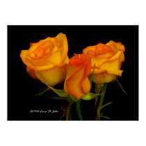 Three Firey Roses posters