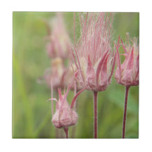 Three Flowered Avens Tile