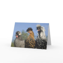 Three Funky Polish Chickens - Funny Birds Cards