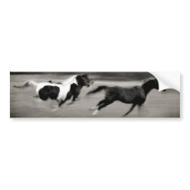 Three Galloping Horses Bumper Stickers