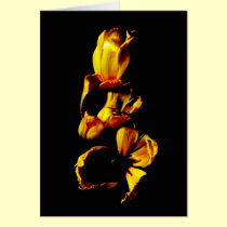 Three Golden Shiny Tulips cards