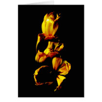 Three Golden Shiny Tulips cards