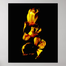 Three Golden Shiny Tulips framed print