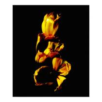 Three Golden Shiny Tulips posters