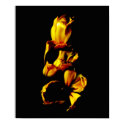 Three Golden Shiny Tulips posters