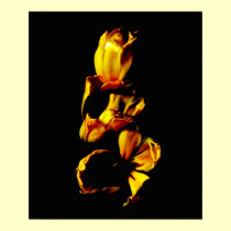 Three Golden Shiny Tulips posters