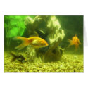 Three Goldfish cards by JLWinther Three Goldfish cards