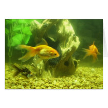 Three Goldfish cards by JLWinther Three Goldfish cards