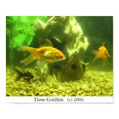 Three Goldfish Poster by JLWinther
